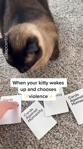 Funny Cat Playing Cards Against Humanity | Hilarious Cat Moments
