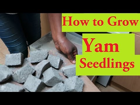 How to Grow Yams in Bags. How to Grow Yam Seedlings #yam #yamminisettmethod #gardeningadvice