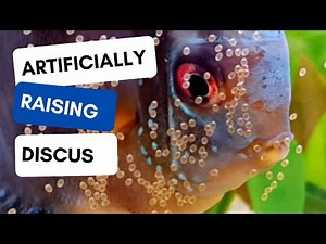 ***Artificially Raising DISCUS FRY!!! The start to a long process***