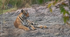 Beautiful Royal Bengal Tiger (Panthera tigris) resting in jungle. This is population native to the Indian subcontinent. It is the National animal of India. Ranthambore National Park, Rajasthan