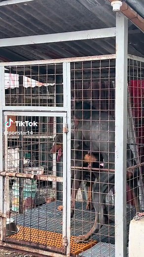 In-house breeding (Blue x Lulu) #fyp #doberman #fypシ #dobermanoftiktok #reddoberman #kosovo #dobermanph #viral #viraldog #dobermanpinas #workingdog #dobermann #dobermanpincher #fypシ゚viral #dobie #dogsoftiktok #bluedoberman