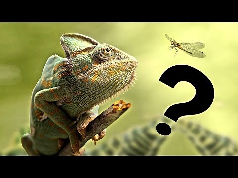 Caracteristicas de un camaleón (alimentación, hábitat y curiosidades)