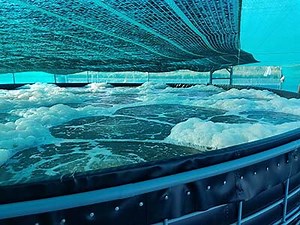 Biofloc là gì? Ứng dụng công nghệ Biofloc trong nuôi tôm từ chuyên gia