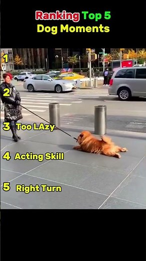 Funny Dogs Slipping Compilation 😂🐾 | Try Not To Laugh