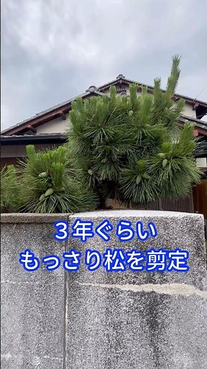 多分だけど盆栽の黒松をサッパリ剪定してみた#庭師
