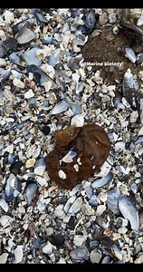 Part 2 I love beachcombing!!! 🤓 #beachcombing #beachcomber #shell #shells #barnacles #mussels #crab #beach #sealife #ocean | Marine biology