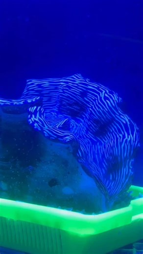 Eddie's Aquarium on Instagram: "Check out this beautiful 8” Crocea Clam for your aquarium. This bi-valve uses light to feed the algae inside its tissues which in turn feeds the clam. #croceaclam #eddiesaquarium"