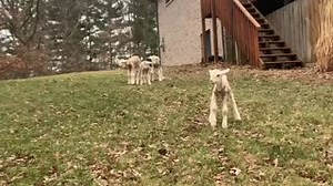 Spring is popping and jumping up at Melissa Shriver's house! Hope you enjoy your daily dose of cuteness from Melissa herself! #SpringIsJumpingUp #DailyDoseOfCuteness #LambMom #WGCA #TheMix | WGCA 88.5 FM THE MIX