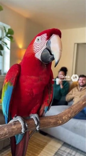 Macaw Parrot Farts In Front Of Owner And It Is Hilarious #soraai #parrothumor #fart #hilarious