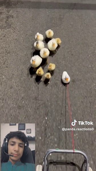 Panda Reactions on TikTok