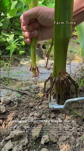 Aerial Roots Above Ground Need Cutting at the Right Time 🌽✂️