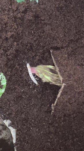 African Bullfrog Feeding Time