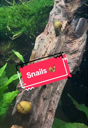 🐌 Did you know snails are the unsung heroes of the aquarium world? These little guys clean, chill, and cruise like pros. #AquariumSnails #SnailLife #AquariumCleanUpCrew #Aquascape #TankLife