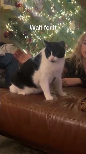 @catsarethebest_._: #cat #catlover #kitty