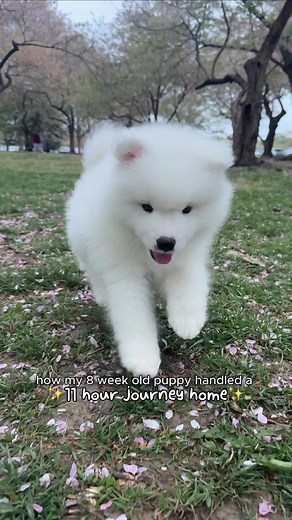 Samoyed Puppy's 11-Hour Journey Home