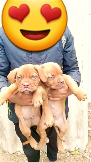 French mastiff puppy #frenchmastiff #puppy #trending #foryou #shorts #youtubeshorts #shortsfeed