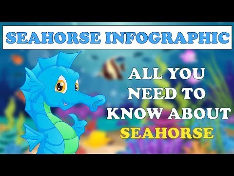 Seahorse Infographic - All You Need To Know About Seahorse - Info School