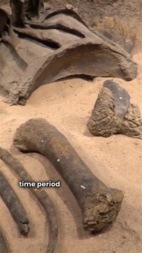 Fossil Secrets: How Do We Know Their Age? #Fossil