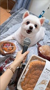 Dog interview interview with a dog #dog #funny #interview #talkingdog