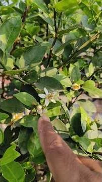 Meet our lemon tree | #shorts #lemon #gardening #education #farmer