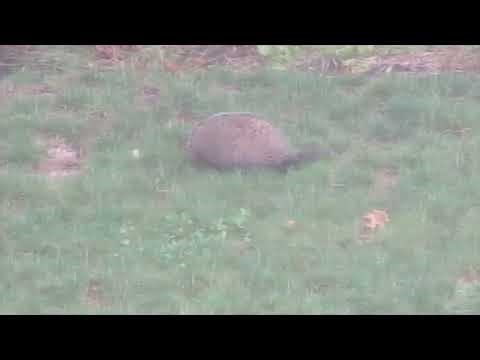 A Woodchuck in the Neighborhood Eating Worms and Stuff from the Grass During the Rain