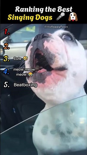 Ranking the Best Singing Dogs 🎤🐶 | Funniest Howling Moments #DogLovers #FunnyDogs #AnimalLovers