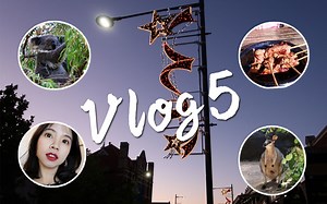 【Jelly】访学日记VLOG5|当袋鼠变成烤串|考拉真丑萌