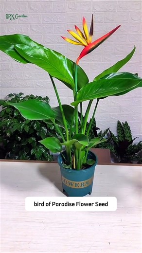 3.9K views · 37 reactions | Bird of Paradise Flower Seed Bundle | Dodo Garden | Facebook