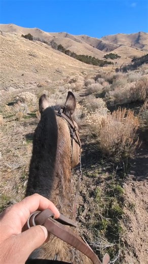 Come with us to the West Desert and take a ride up Burnt Canyon. There's lots of ground to cover, some of it pretty rough. We'll climb 1,500 feet in less than 5 miles. No wildlife other than a solitary jackrabbit. Big views, big country and no other humans. #morganhorse #horselife #farmranchlife #mountainhorse #utah #westdesert | West Desert Morgans
