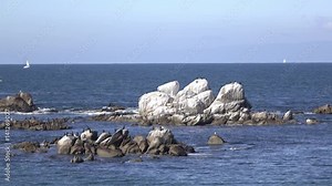 Rock out in ocean turned white because birds pooping on it.