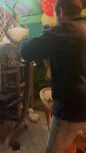 This one pulled at the heart-strings! Last night Giffo got a call from a very distressed pet owner that had found it had been eaten by a python 🐍 Call anytime on 0409536000 or 0408545440! | Sunshine Coast Snake Catchers 24/7