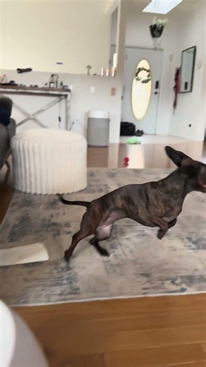 Dachshund and Her Automatic Ball Launcher