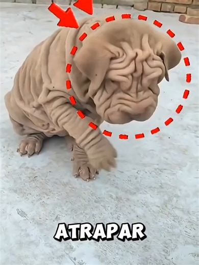 These Unusual Dog Breeds Look Unreal… The Last One Is Shocking🤯 | Dog Breeds