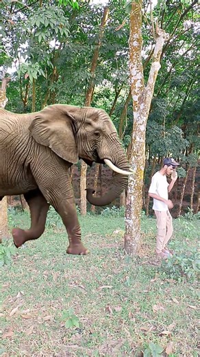 Hati Animal's Videos #shorts #animals #animalworld