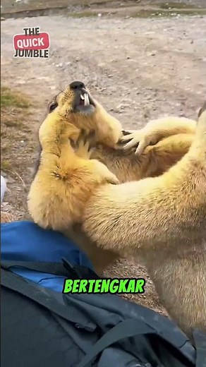 Two Groundhogs Fighting