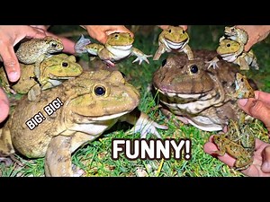 Catch Colorful Funny Frogs | Laughter of famous frogs | Popular Frog Comedy