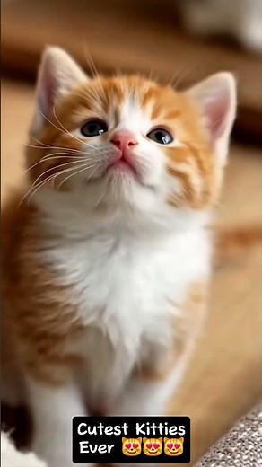 The Cutest Kitties Ever | Adorable Kitten Moments That Melt Every Heart