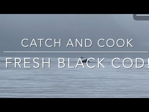 Catch and Cook Black Cod Seward Alaska Surf Fishing 2023