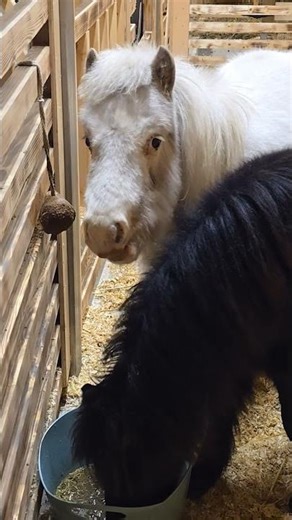 This Is So Unreal 😱✨ Magical Time With Falabella Horses Pancho & Luana