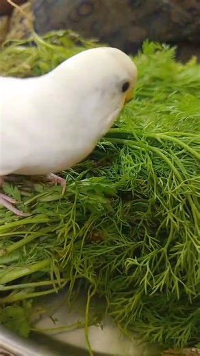 Cute Budgie Eating Vegetables 🌿 #shorts