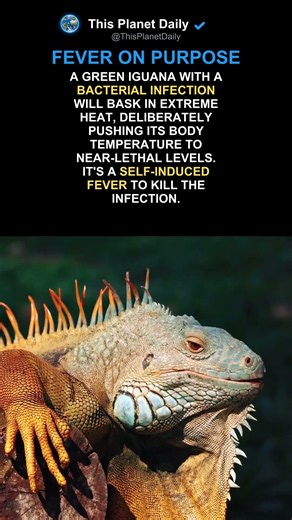 Green Iguana's Deadly Healing Trick