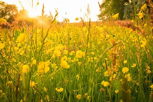 Hay Meadows - Yorkshire Dales National Park