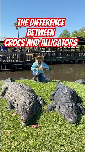 Croc vs Gator… How to know the difference 😳