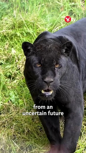 37K views · 482 reactions | Rare black jaguar arrives at Chester Zoo to help save species #news | The Independent | Facebook