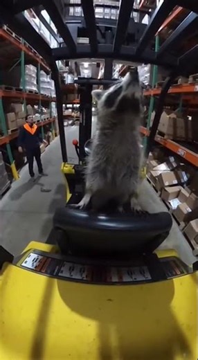 Raccoon Operating a Forklift in a Warehouse