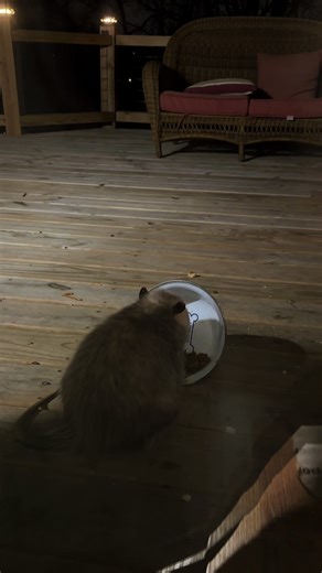 #possumsoftiktok