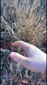 First one of the year down and he is a BIG one 😳 #deer #nature #huntingseason #hunting #deerseason #deerhunting | Head Outdoors