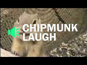 Chipmunk Laugh 🔊 Meme Sound Effect Tik Tok Trend