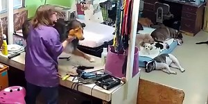 Accused of abuse, dog groomer explains actions caught on tape