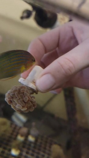 Dynamic Melanurus Wrasse: Coral Helpers in Action